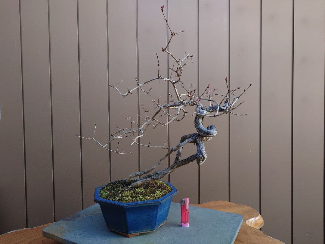 盆栽　ウグイスカグラ　樹高44cm