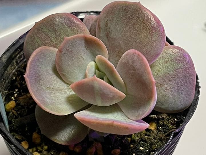 ❤️専用出品❤️ブルーサプライズ錦❤️抜き苗❤️ブルー札