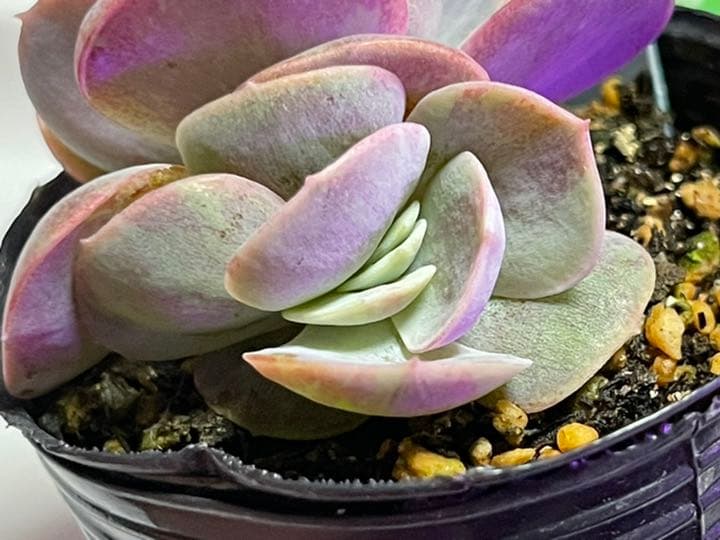 ❤️専用出品❤️ブルーサプライズ錦❤️抜き苗❤️ブルー札