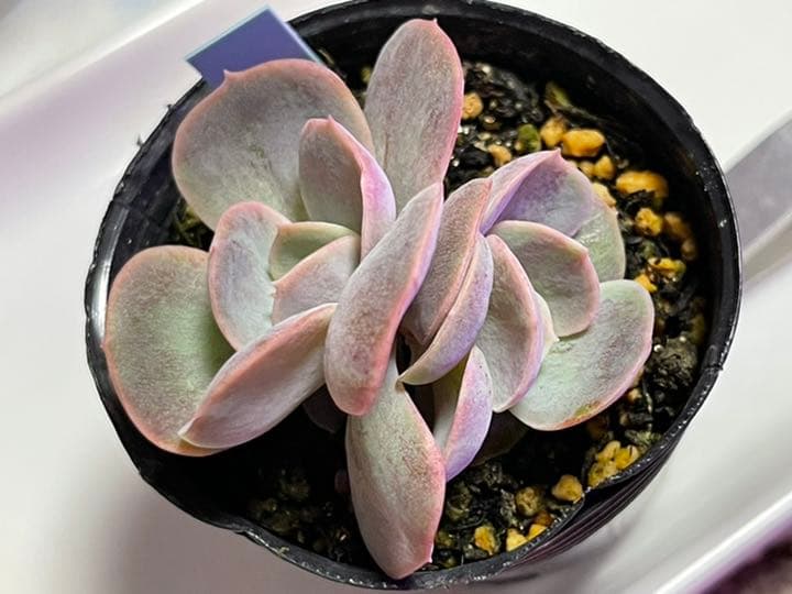 ❤️専用出品❤️ブルーサプライズ錦❤️抜き苗❤️ブルー札