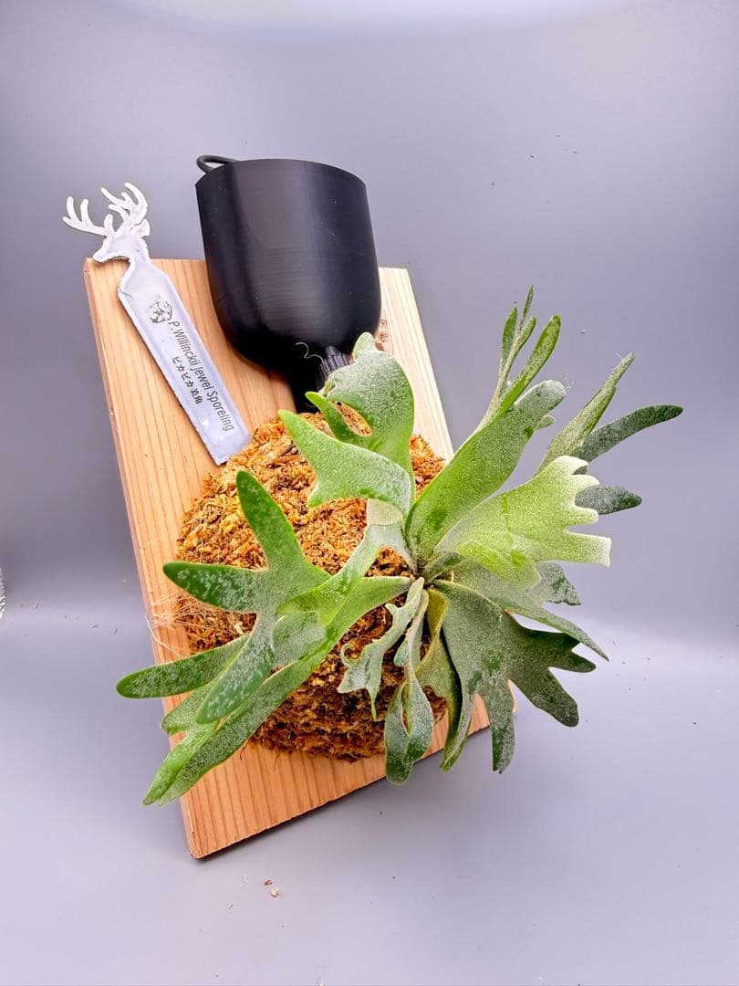 超極大+美品　ビカクシダ P.willinckii 'Jewel' spore