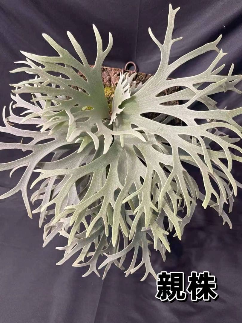 超極大+美品　ビカクシダ P.willinckii 'Jewel' spore