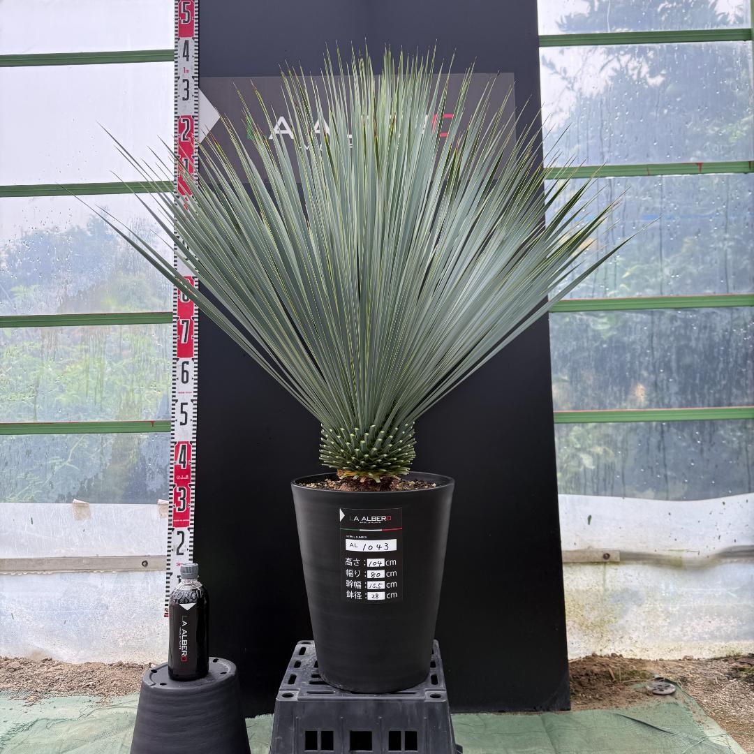 【AL1043】ユッカ　ロストラータ　ランチョブルー　数量限定販売