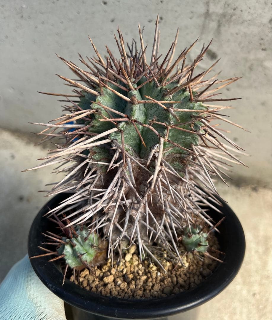 ユーフォルビア　マジョールホリダ