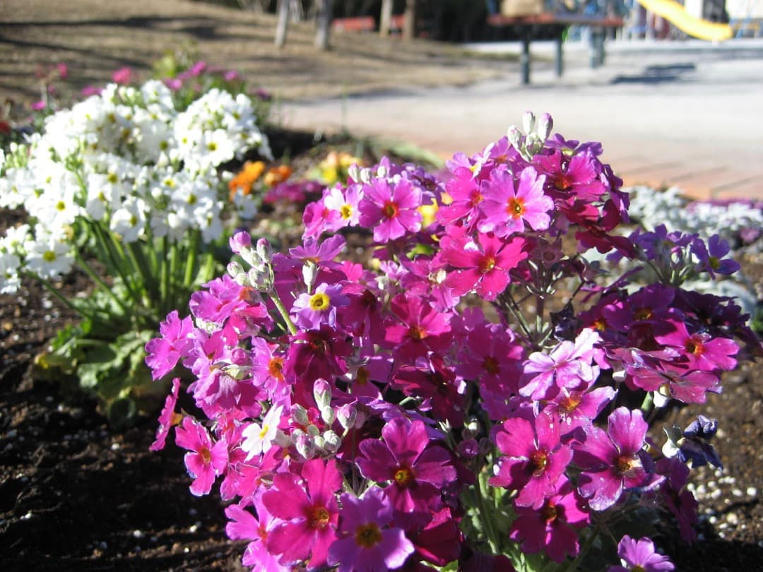 実写美⭕️【動作確認済】Canon　IXY　DIGITAL 70 PC1193