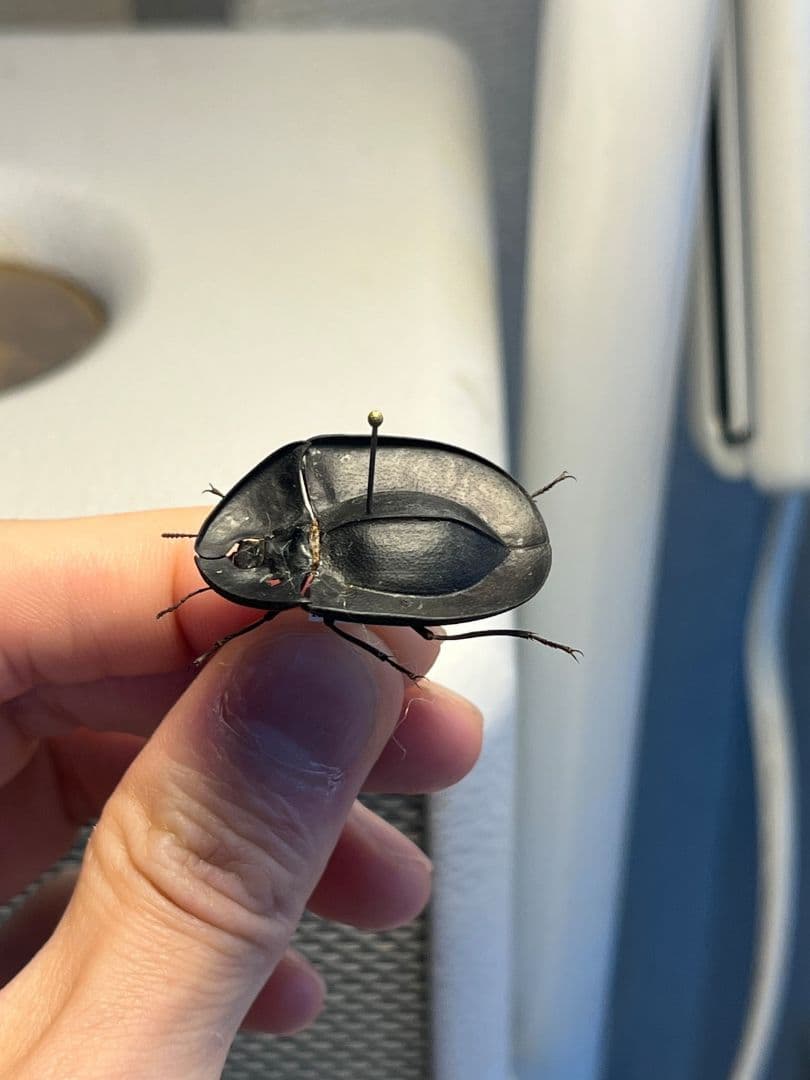 【31mm】パイザラゴミムシ 巨大 昆虫標本 標本 甲虫 オサムシ ハンミョウ