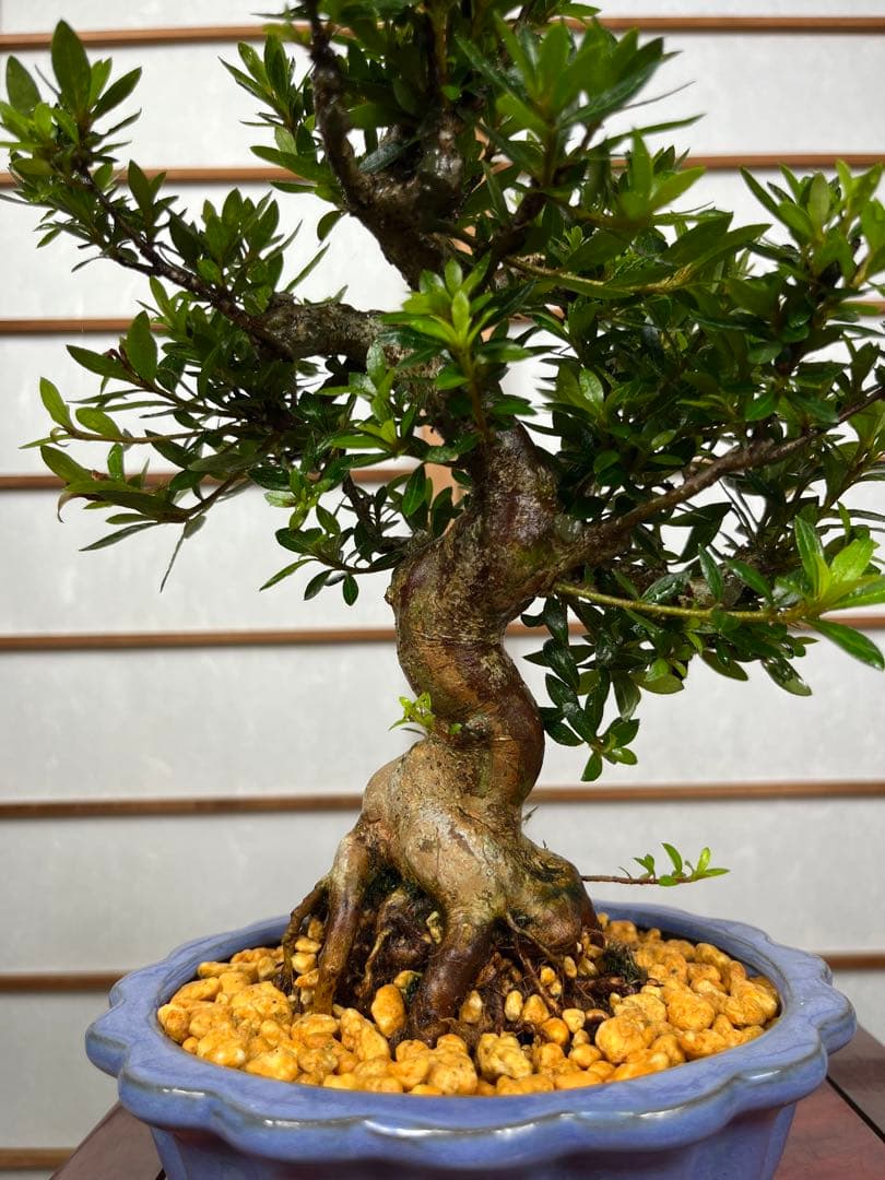 皐月 \"大盃(おおさかずき)\" 小品盆栽向け 素材