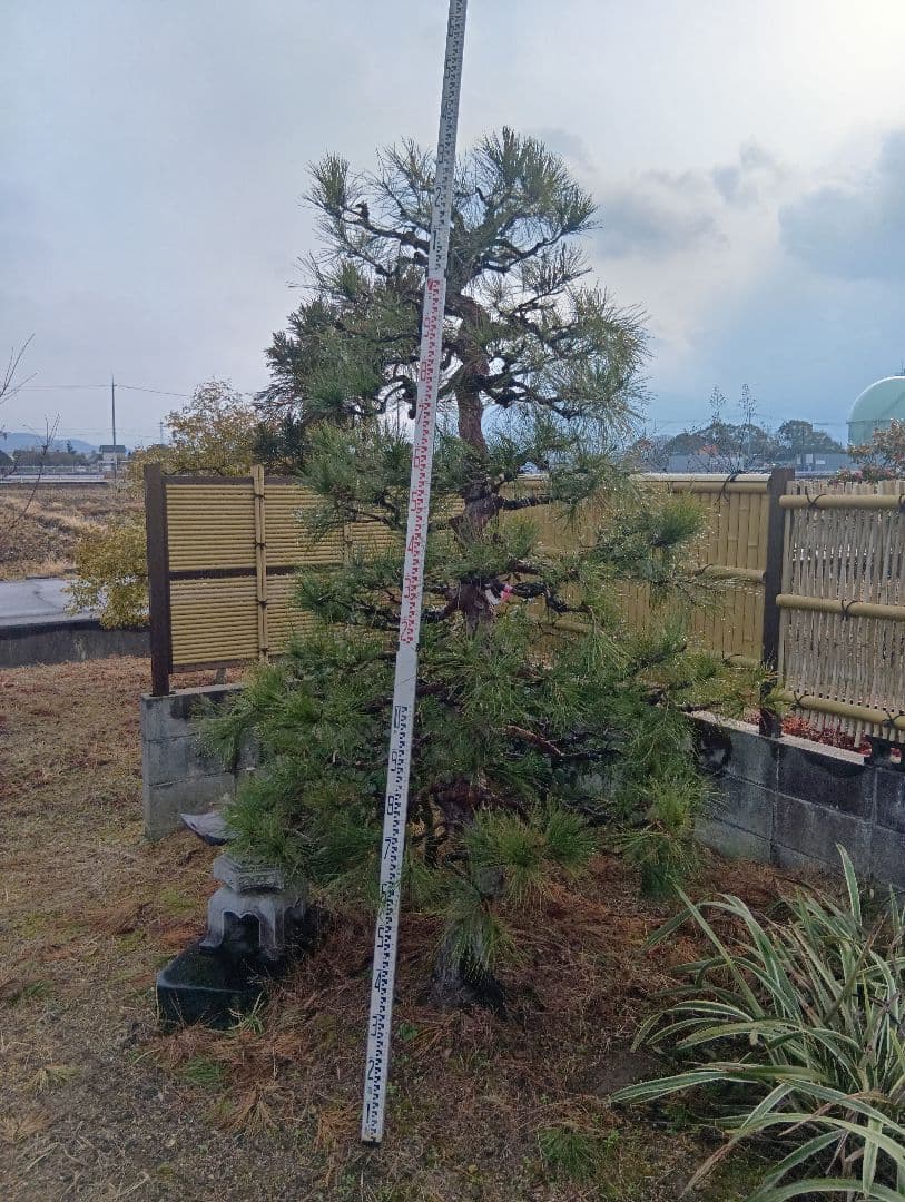 天目松（カッチョイイサイズ）