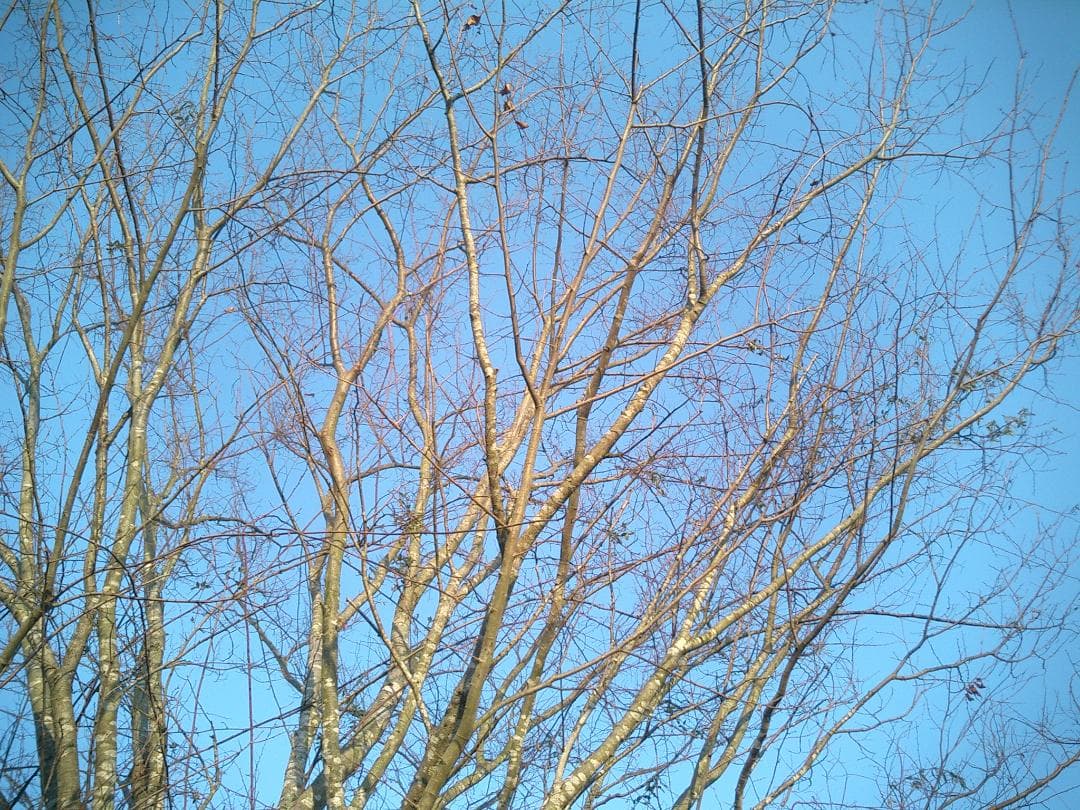 カシオ EXILIM EX-S3 オールドコンデジ デジカメ バッテリー新品付き