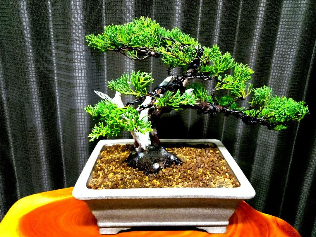 【貴風　糸魚川真柏盆栽】　　　　⭕幹太…新春セール❗ 　★1月末まで限定価格★