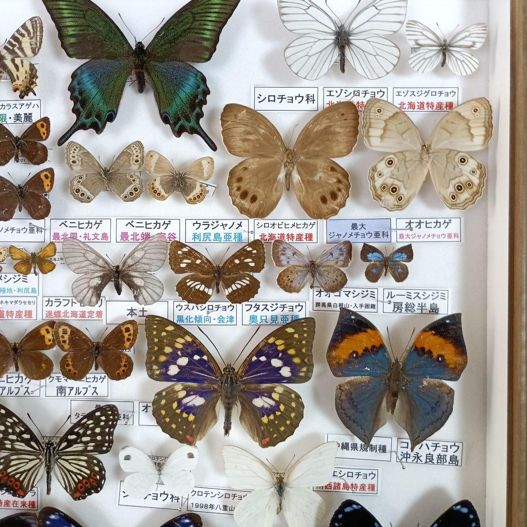 ３/17まで掲載：日本の稀少蝶 地域特産種・局地発生（亜）種