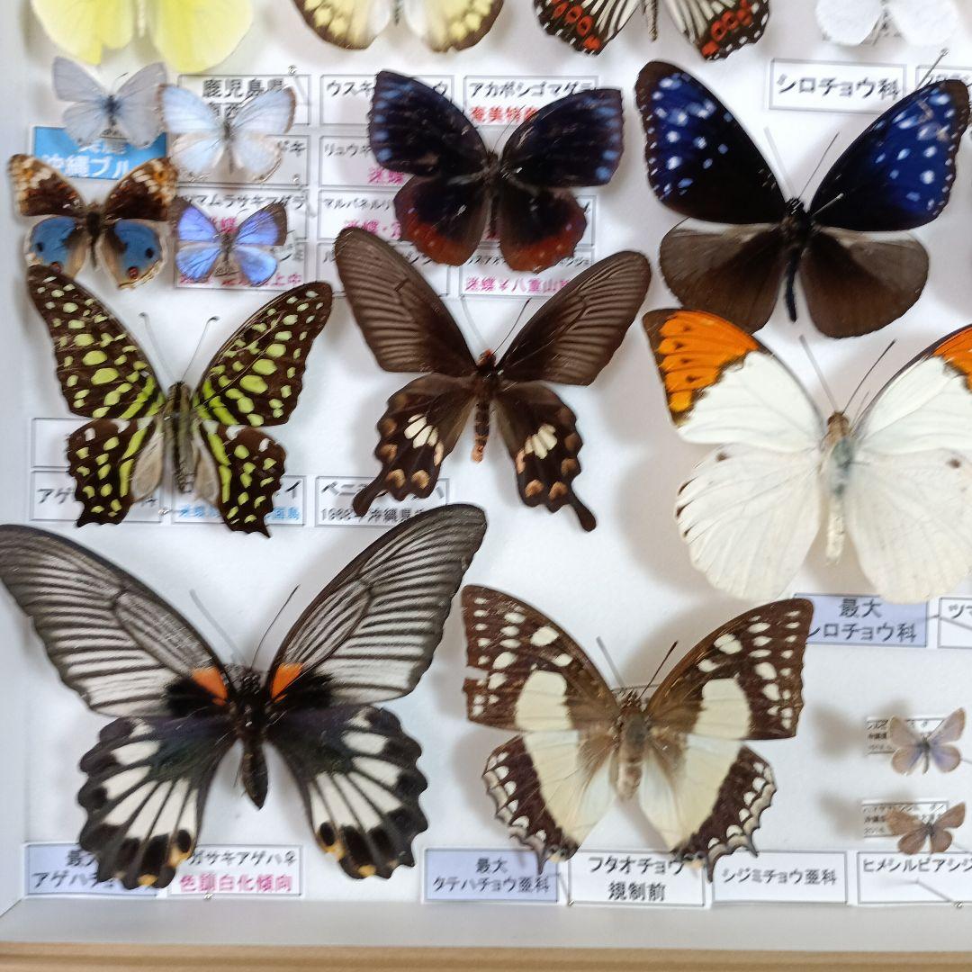 ３/17まで掲載：日本の稀少蝶 地域特産種・局地発生（亜）種