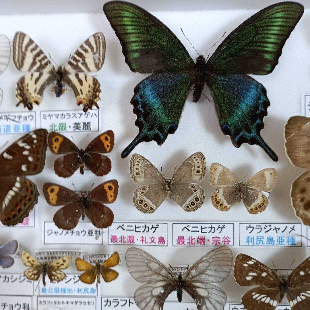 ３/17まで掲載：日本の稀少蝶 地域特産種・局地発生（亜）種