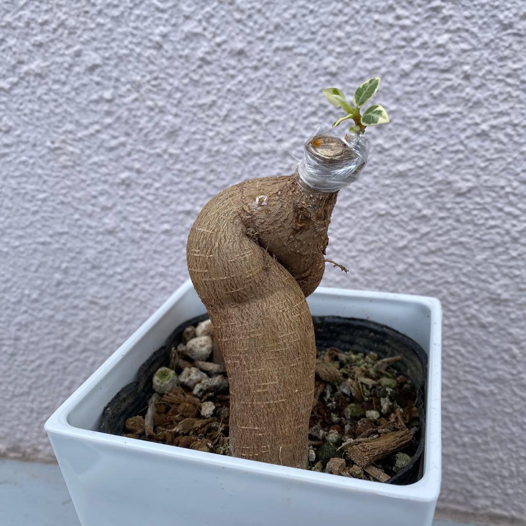 パンダガジュマル 斑入り 超希少 接木・鉢込 発根済み