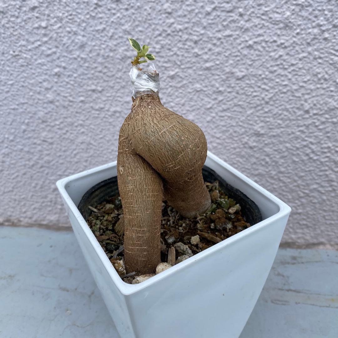 パンダガジュマル 斑入り 超希少 接木・鉢込 発根済み