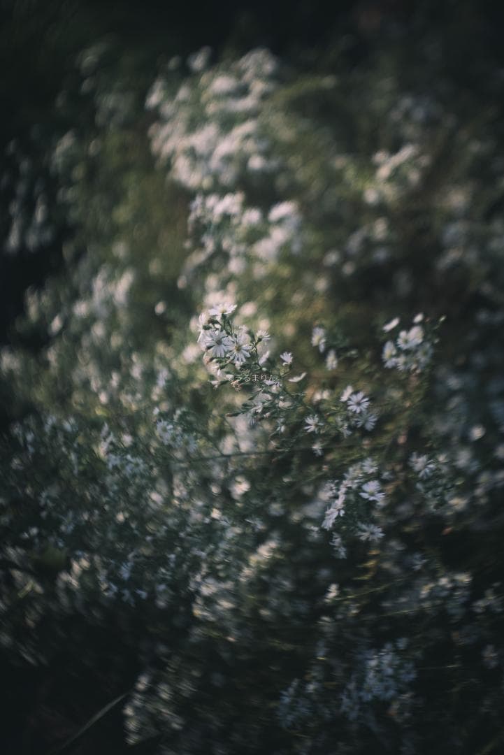 まー様赤エルマーダイヤ入り！Leica Elmar 50mm F3.5