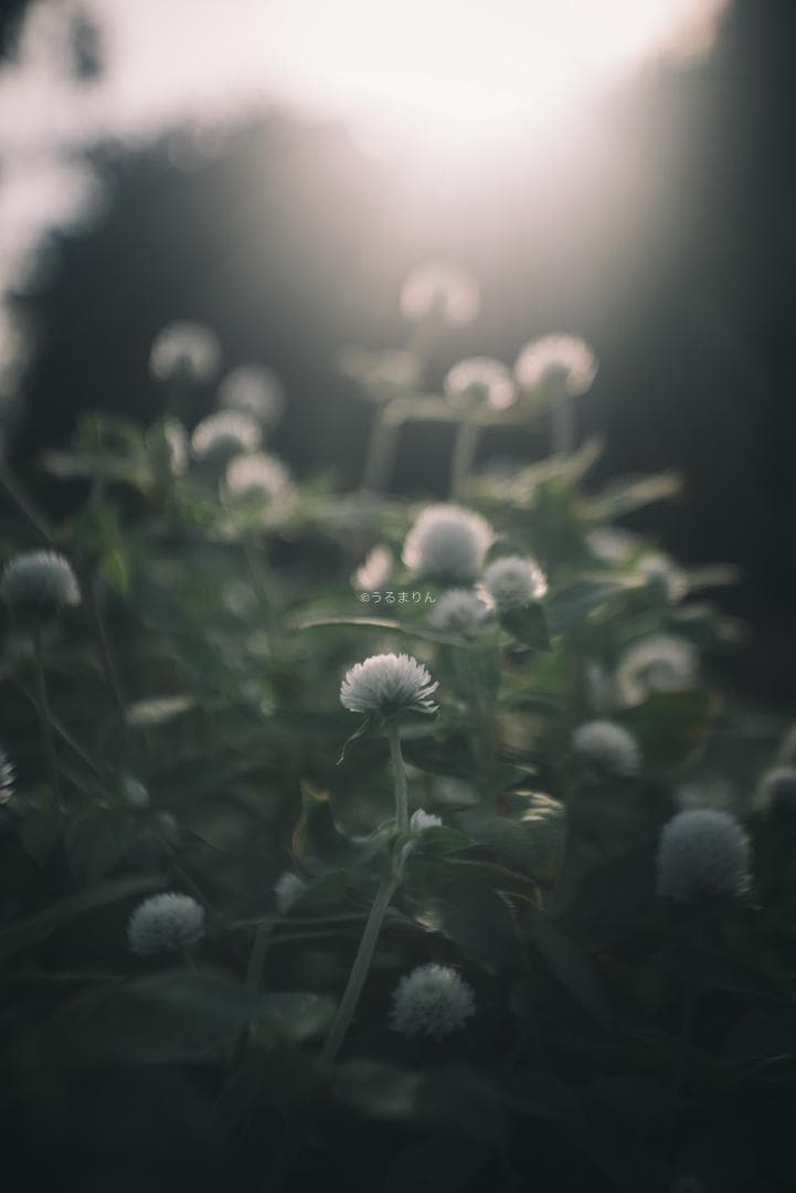 まー様赤エルマーダイヤ入り！Leica Elmar 50mm F3.5