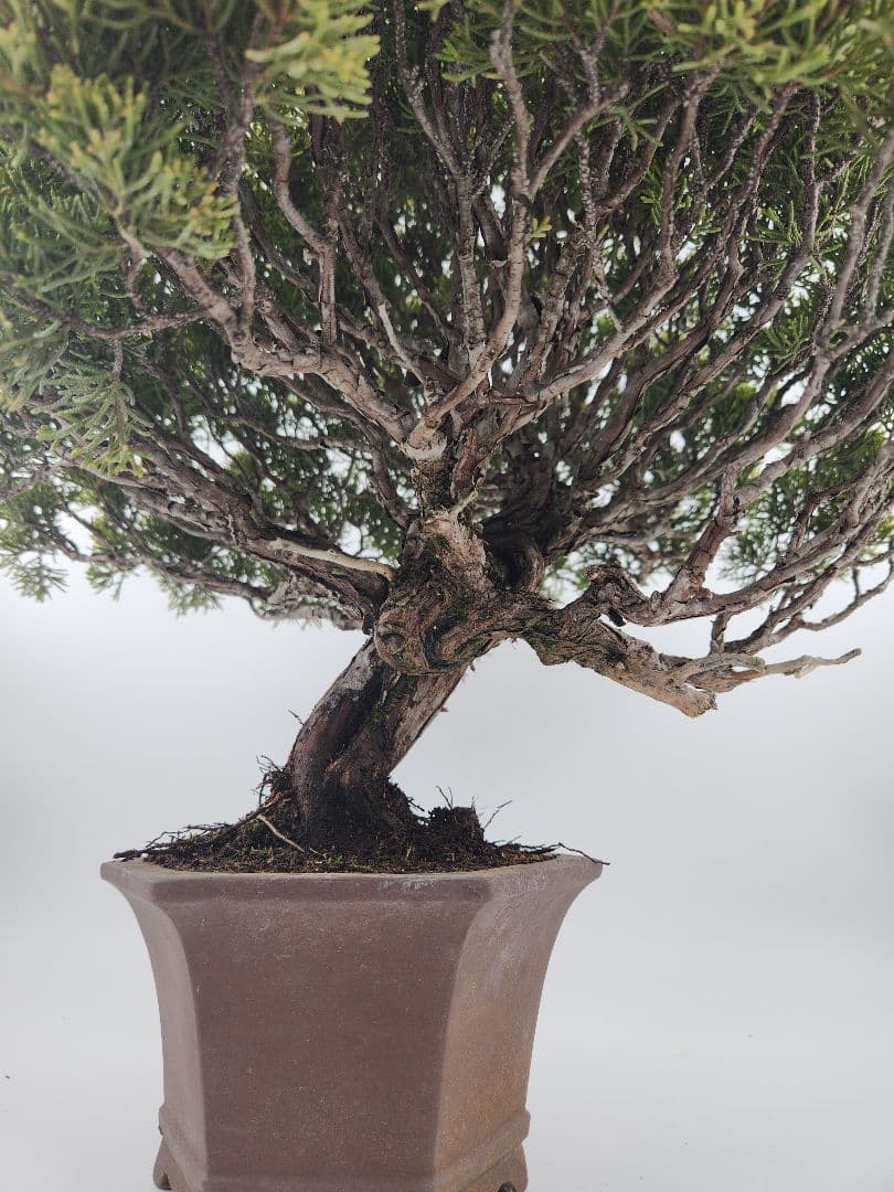 お正月セール 10日まで 小品 糸魚川真柏盆栽 五葉松盆栽 真柏盆栽 懸崖 真柏