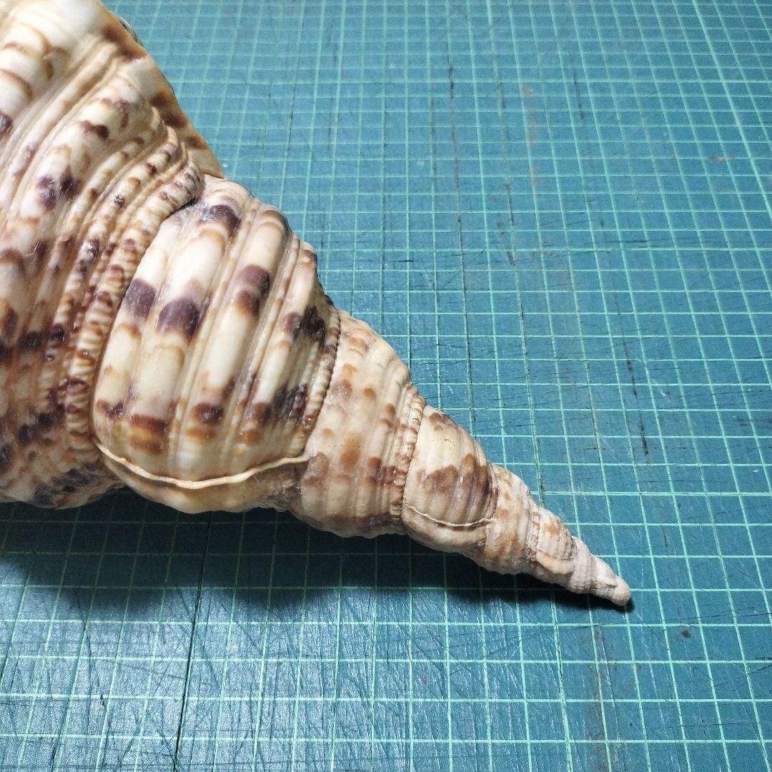 特大法螺貝　ほら貝　ホラ　約36cm　状態良い美品