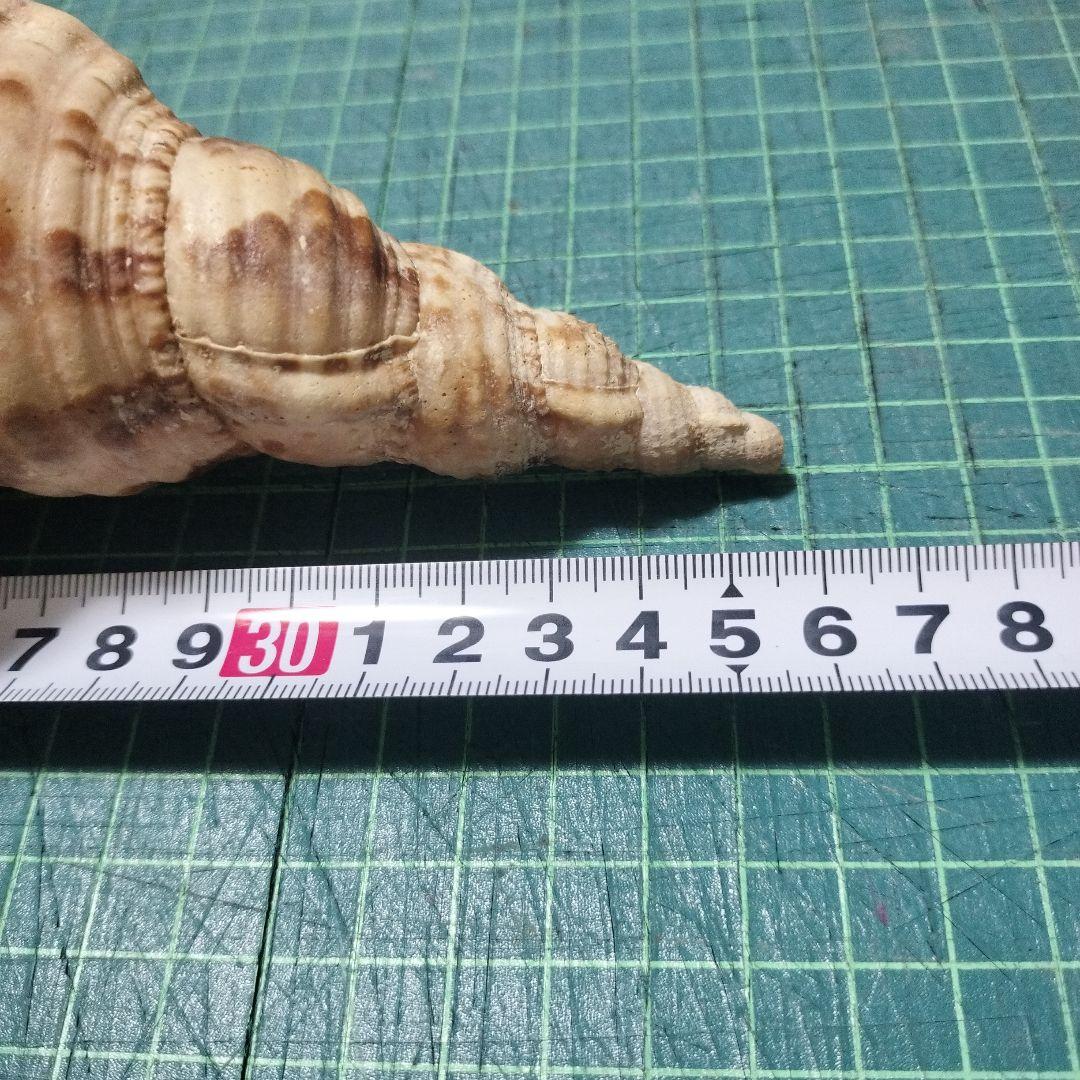 特大法螺貝　ほら貝　ホラ　約36cm　状態良い美品