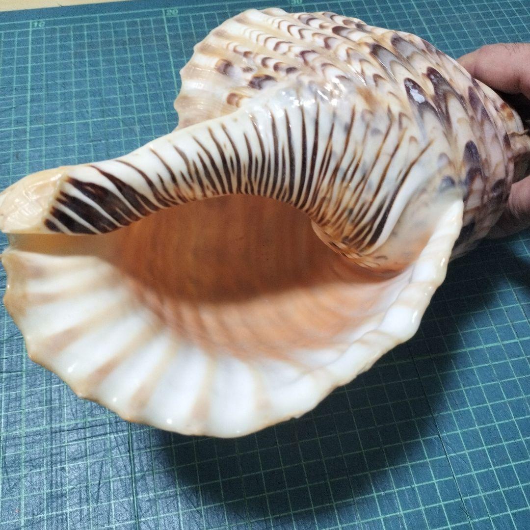 特大法螺貝　ほら貝　ホラ　約36cm　状態良い美品
