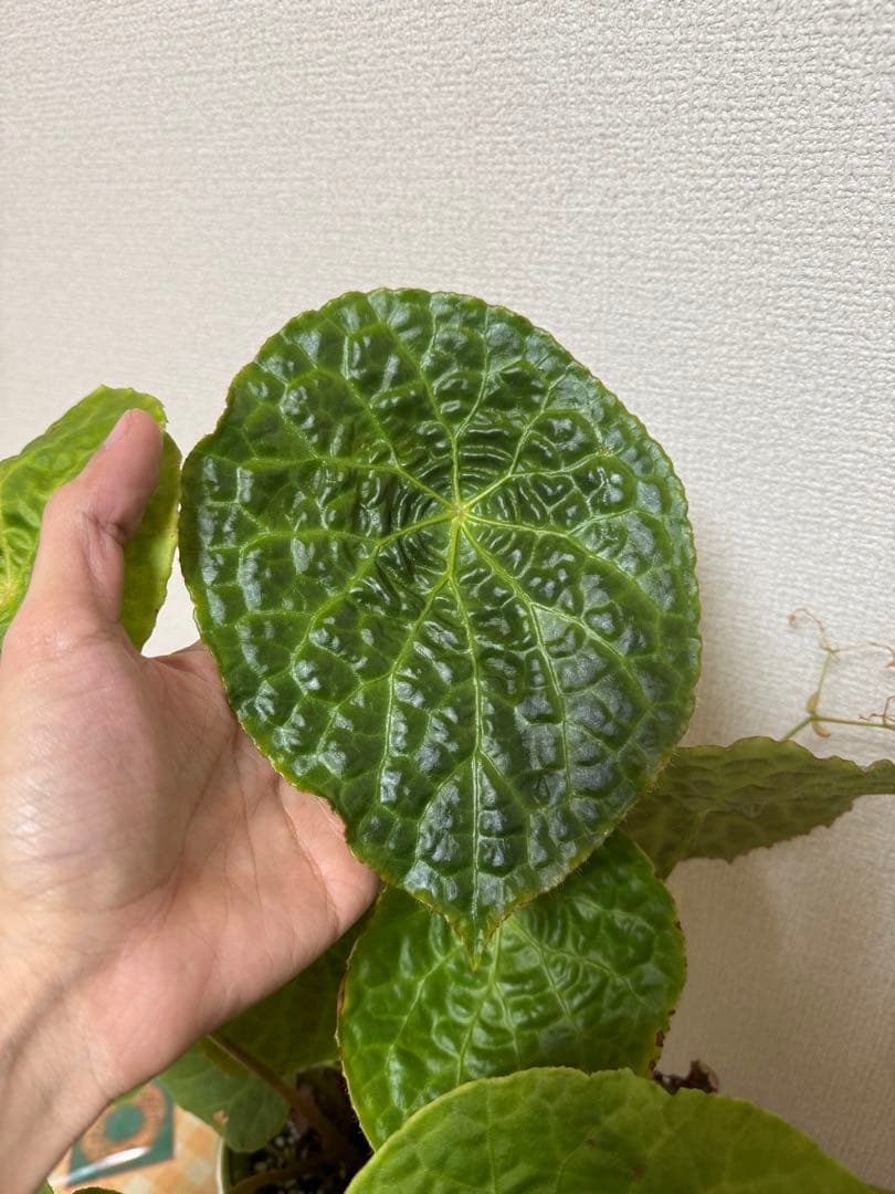 ✨希少種✨ベゴニアフートエンシスBegonia phuthoensis大株・美株