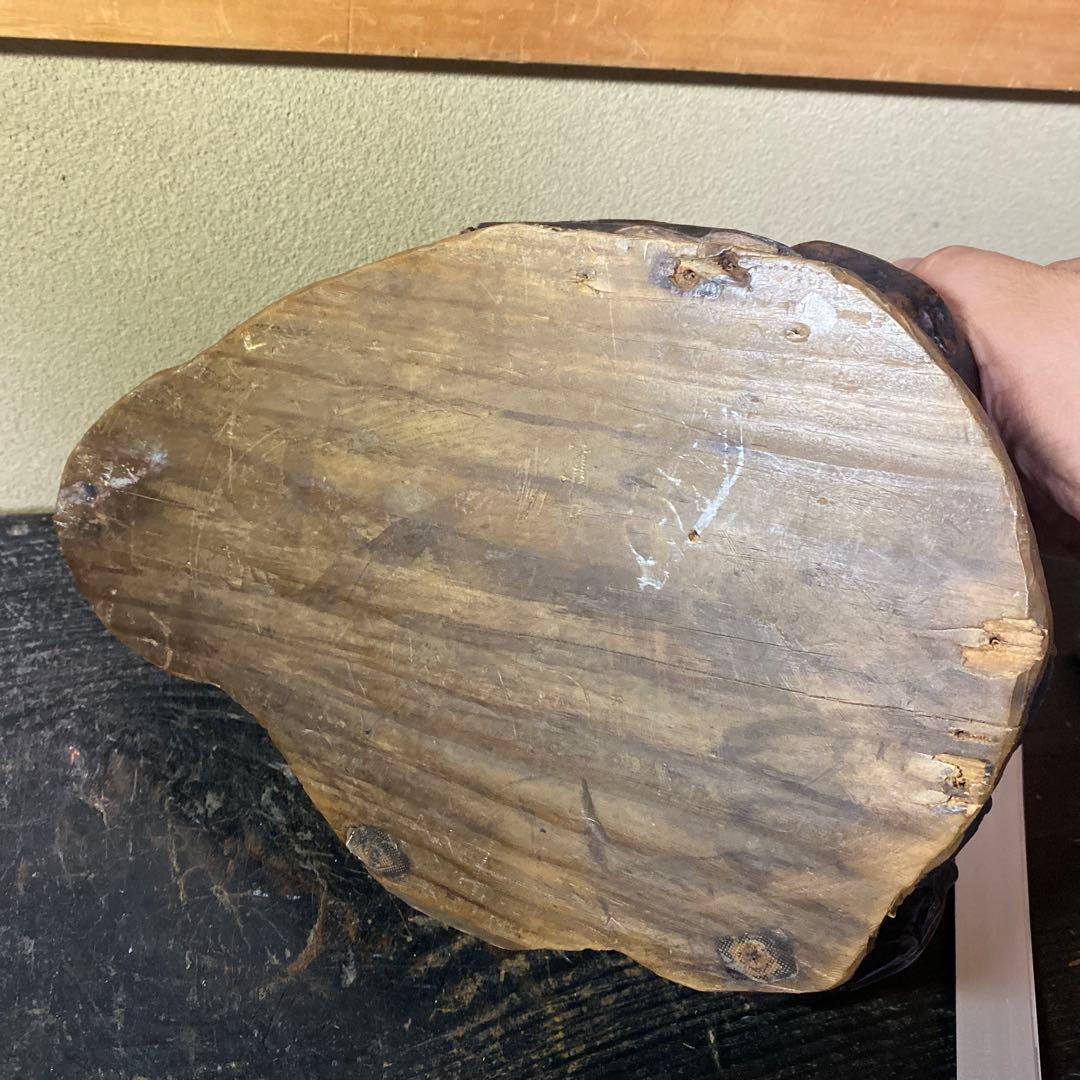 木の根ひょっこり猫　煙草盆