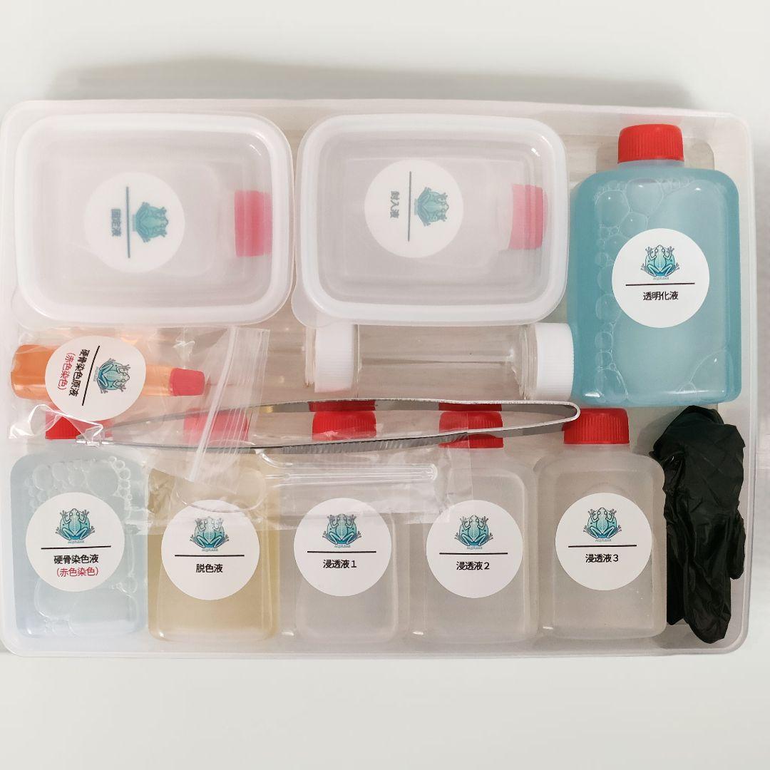 オリジナル商品【透明標本作製キット】(上級) 20点　自由研究 学習教材 改良版