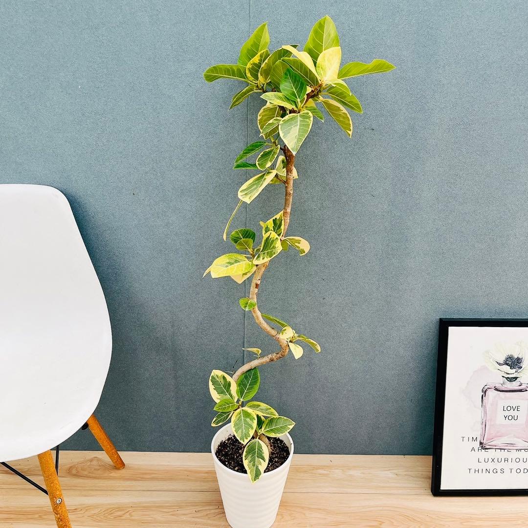 ［現品］91番　フィカス　アルテシマ　曲がり　7号　観葉植物　室内　大型　背高め