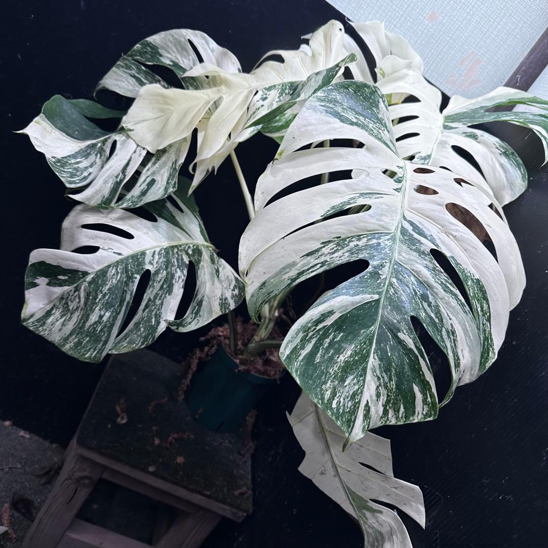メ*3様 斑入りモンステラ ホワイトタイガー極美大株72cm白斑多