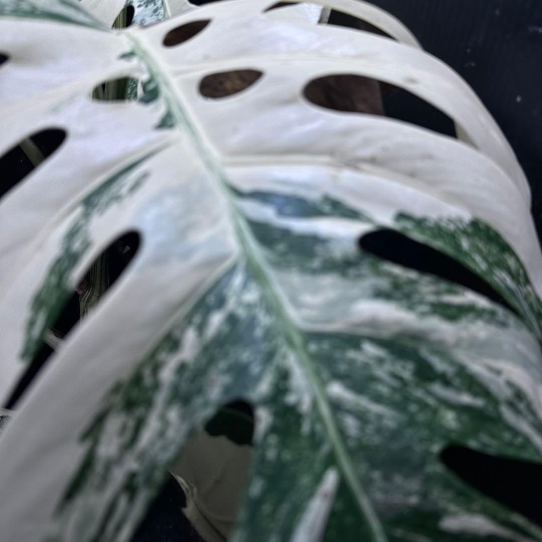 メ*3様 斑入りモンステラ ホワイトタイガー極美大株72cm白斑多