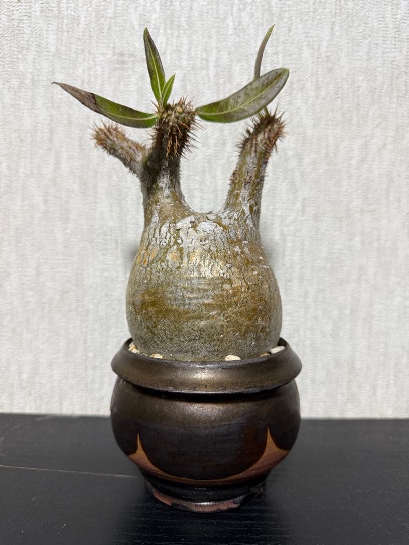 グラキリス　現地球　4年目