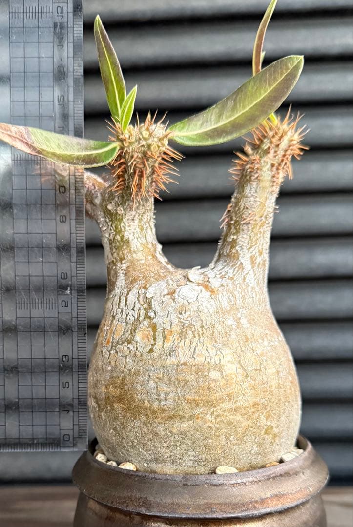 グラキリス　現地球　4年目