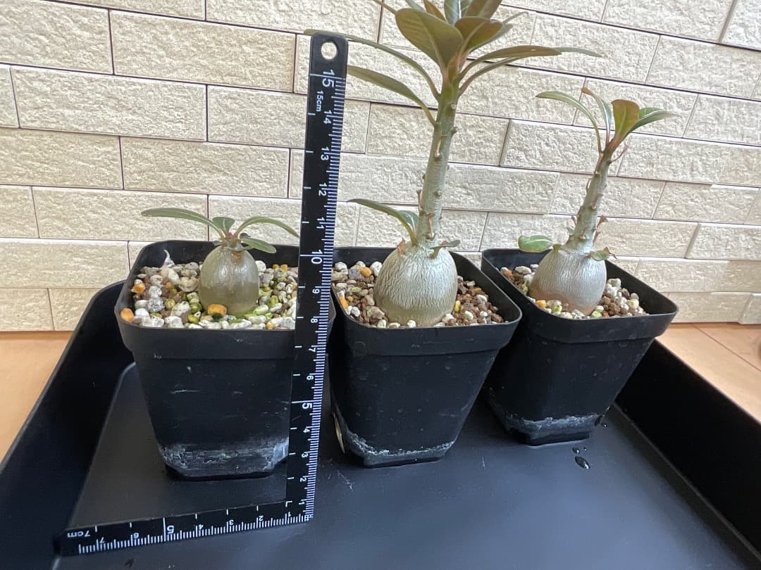 アデニウム　ソコトラナム　純血　実生