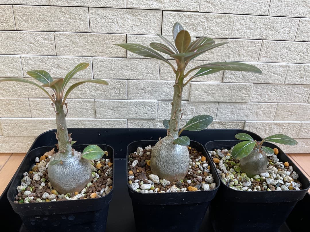 アデニウム　ソコトラナム　純血　実生