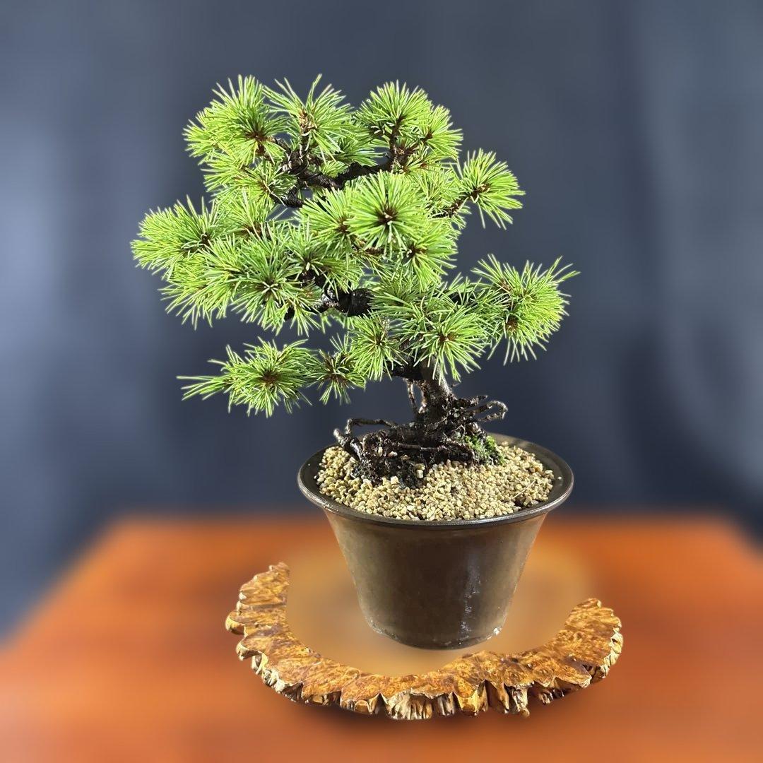 小品盆栽、赤石五葉松、根上り、模様木 目立った汚れ傷無しmedabon