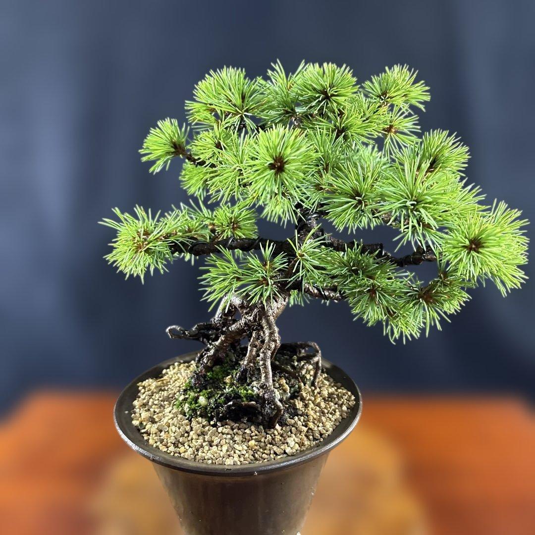 小品盆栽、赤石五葉松、根上り、模様木 目立った汚れ傷無しmedabon