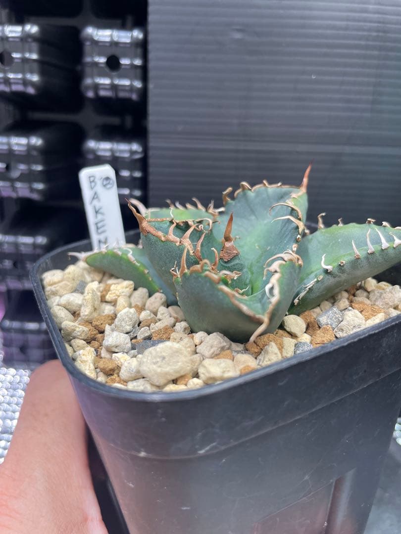 アガベ チタノタ BAKEMONO 悪魔くん バケモノ 子株②