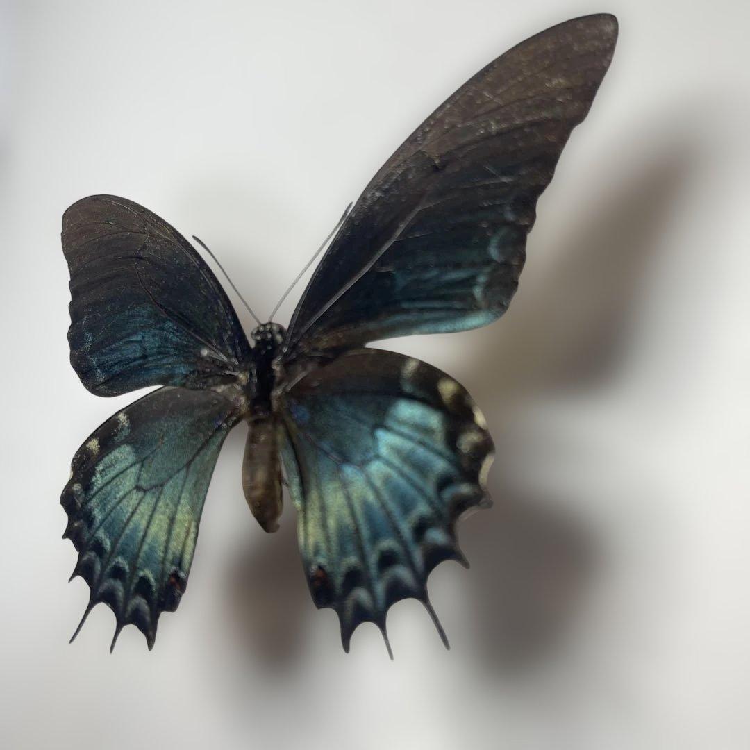 アンドロゲウスアゲハ　珍品