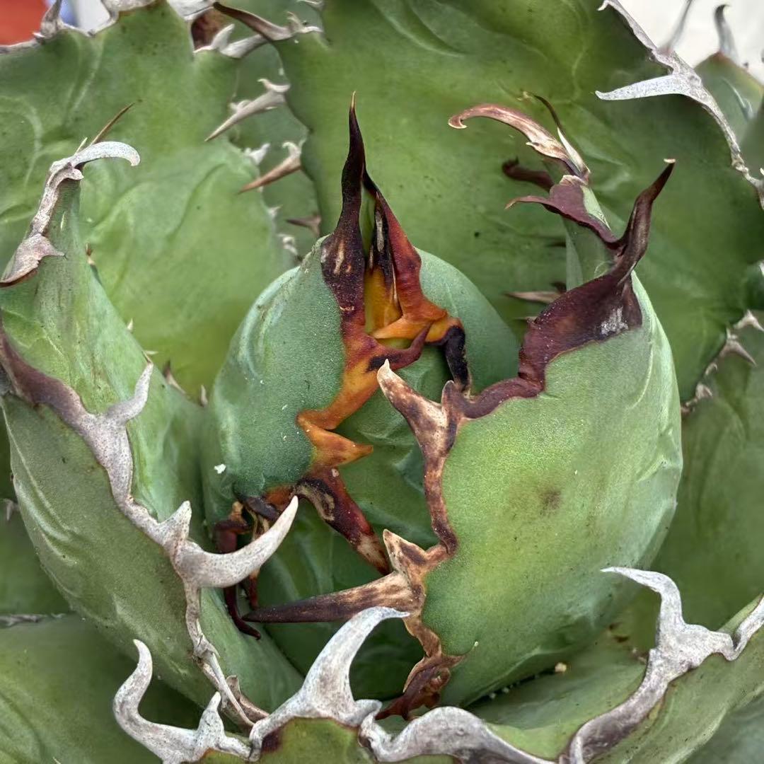 明*細様 アガベ チタノタ 超大株白鯨 親株出品 コレクション株 超甲蓋 特選品