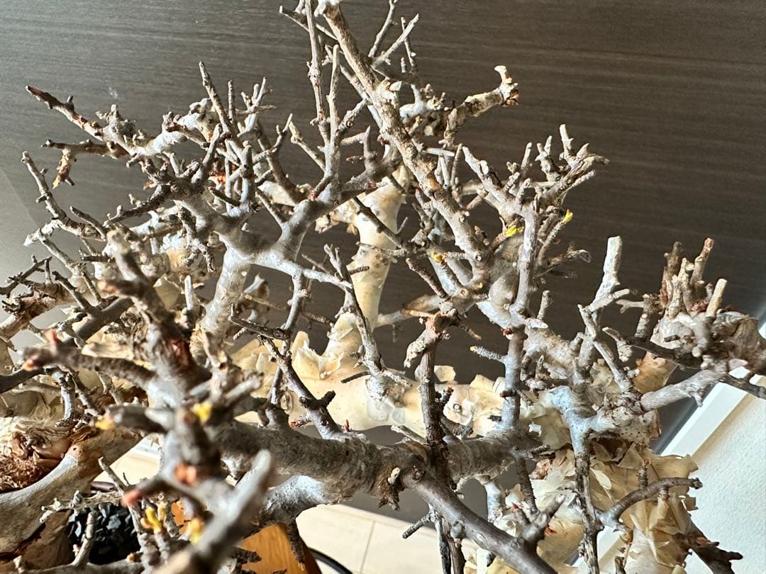 も*ま様 コミフォラ ピュア カタフ 超特大株