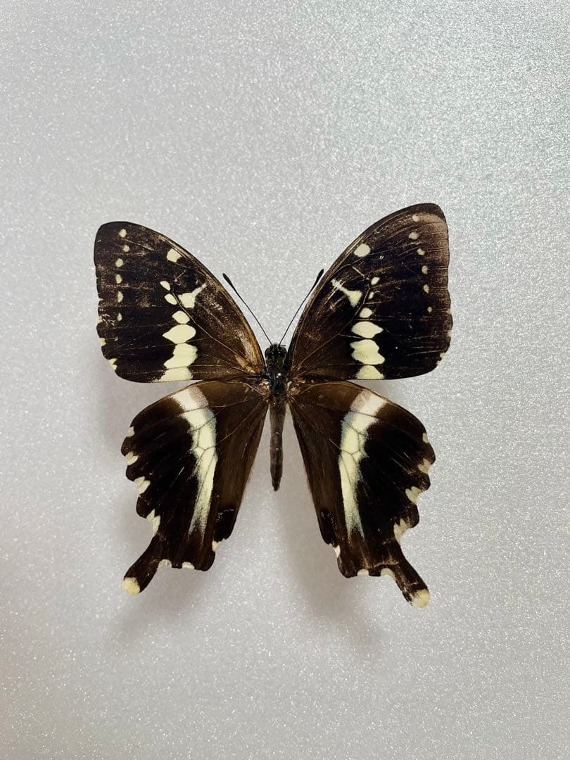 【1ペア】マンゴーラアゲハ（マダガスカル産）