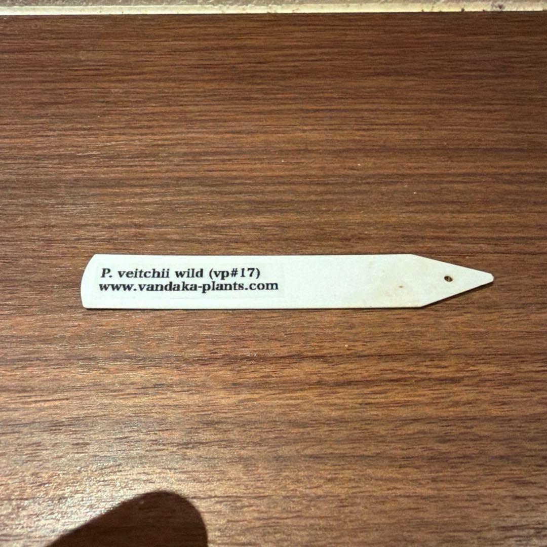 ビカクシダ　veitchii wild vp#17