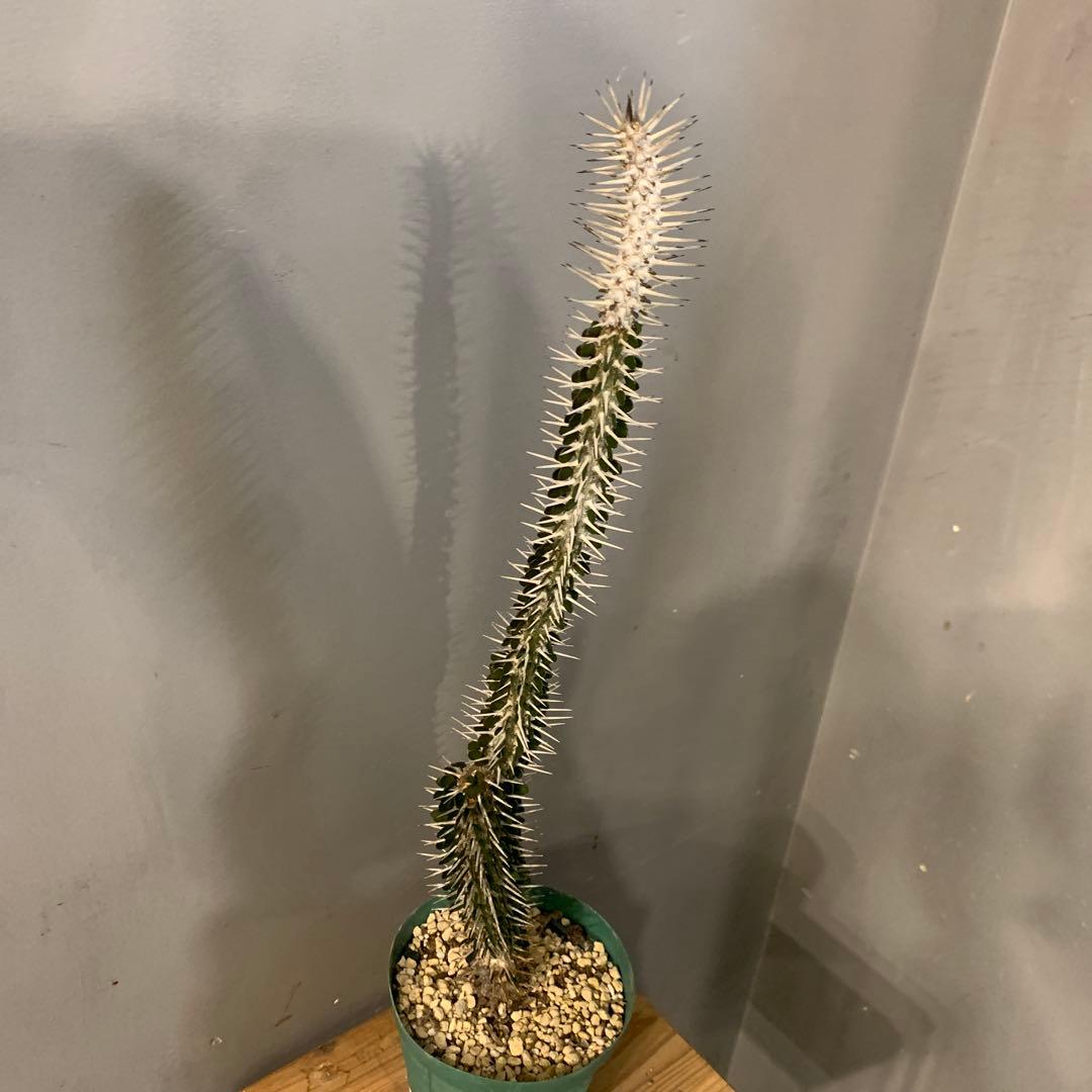 アローディア モンタグナッキー