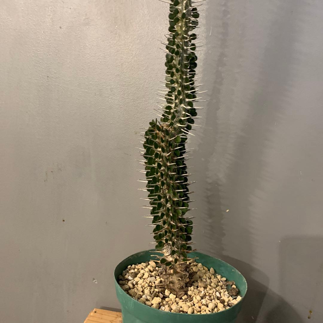 アローディア モンタグナッキー