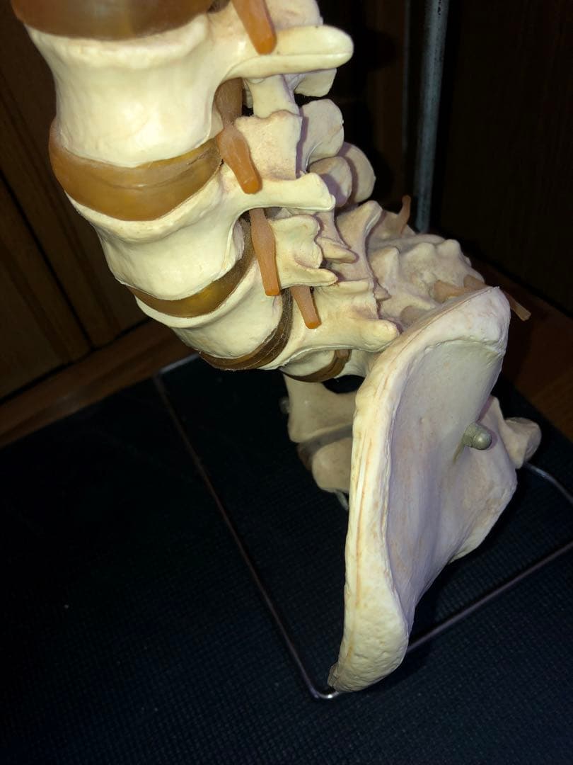 背骨　骨模型　スタンド付き