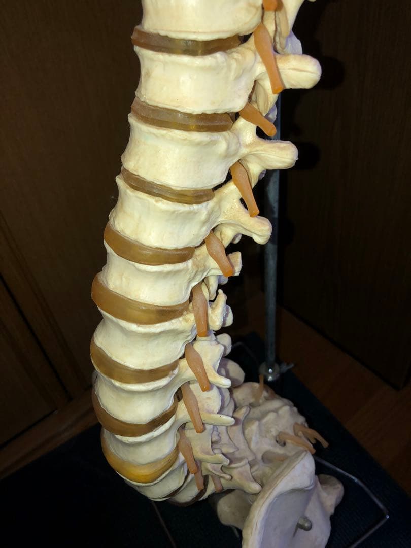 背骨　骨模型　スタンド付き