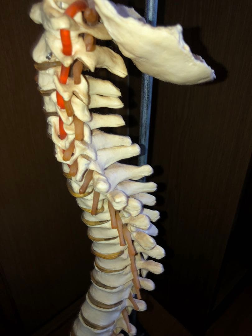 背骨　骨模型　スタンド付き