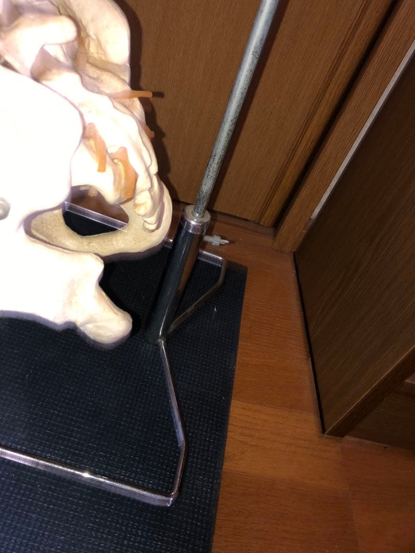 背骨　骨模型　スタンド付き
