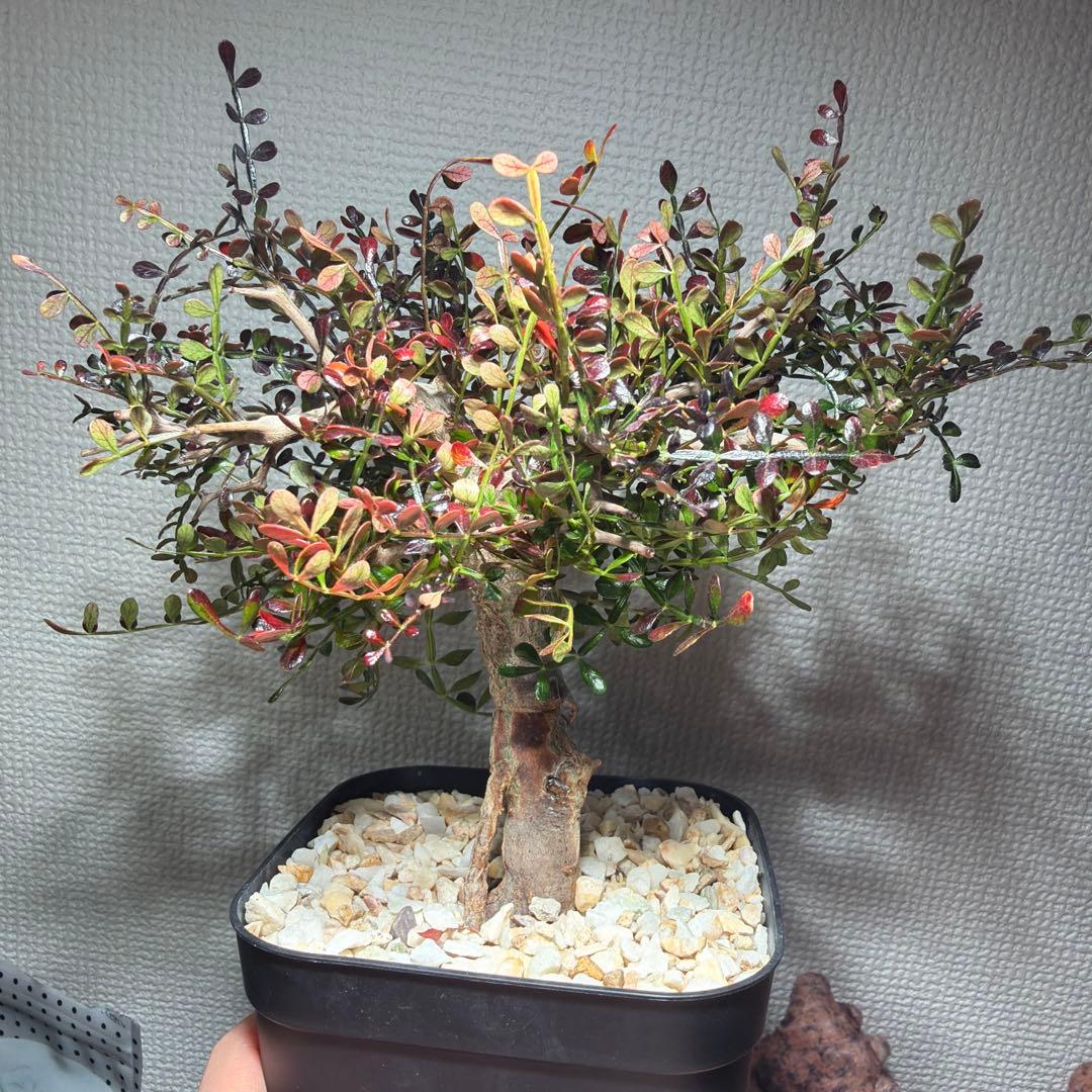 12/4更新　オペルクリカリアパキプス　実生6年目　パキプス　塊根植物　鉢ごと